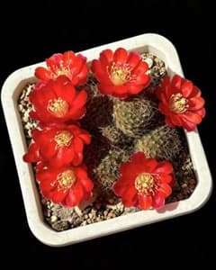サボテン メディオロビビア♪カキコ1つ 紅梅 超人気 花サボテン メディオロビビア カキコ - メルカリ