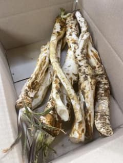 山ワサビ(北海道産) 1kg入りのサムネイル