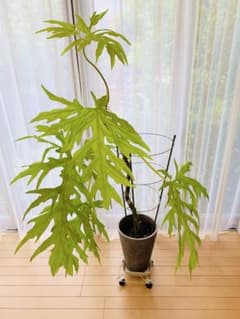 フィロデンドロン セローム ゴールドリーフ 10年以上の大株 希少