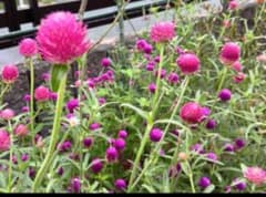 千日紅種　5色セット　150粒以上のサムネイル