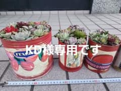 多肉植物　そのまま飾れる　寄せ植え　赤色　かわいい３個セットのサムネイル