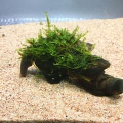 ②ADA クリスマスモス活着流木 9cm - メルカリ