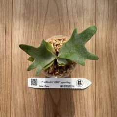 え*な様 ビカクシダ willinckii 'OMG'スポア株 ビカクシダ P. willinckii 'OMG' スポア株 - メルカリ