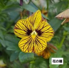 ビオラ　タイガーアイ　イエロー　花の種