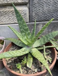 アロエ 苗 観葉植物 多肉植物子株一株加植物活力剤1本のサムネイル