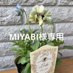 ◆◆MIYABIさま　ＬＡ5♥ビオラレディ ♥希少♥人気品種♥ ◇◇MIYABIさま LA5♥ビオラレディ ♥希少♥人気品種♥ - メルカリ