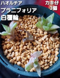 ハオルチア プラニフォリア 白覆輪〔抜き苗3個〕のサムネイル