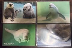 鳥羽水族館 ポストカード 4枚セットのサムネイル