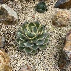 アガベ　吉祥冠錦のサムネイル