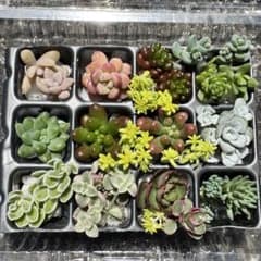 B.Finds ☘☘さま ネコポス発送のサムネイル