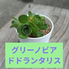 グリーノビア ドドランタリス（抜き苗発送）のサムネイル