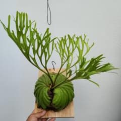 大きめ良株 リドレイ パカラン P. ridleyi Pakarang 細葉 大きめ良株 リドレイ パカラン P. ridleyi Pakarang 細葉 - メルカリ
