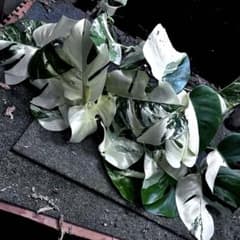 l*i様 斑入りモンステラホワイトタイガー葉付き茎8株おまとめ 斑入りモンステラホワイトタイガー葉付き茎7株おまとめ - メルカリ