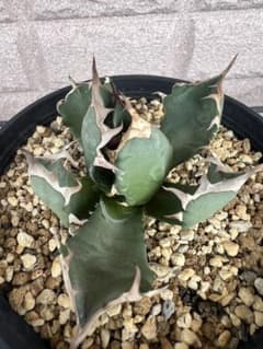 【発根済み】チタノタ　コンパクタのサムネイル