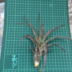 チランジア　ラブノットのサムネイル