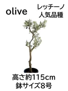 オリーブの木　レッチーノ　8号　約115cm　NO.961　人気品種　現品掲載 オリーブの木 レッチーノ 8号 約115cm NO.961 人気品種 現品掲載