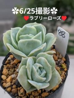 88♥ラブリーローズ♥ 根あり 抜き苗 多肉植物 - メルカリ