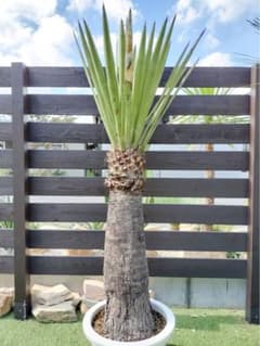 ユッカ ファクソニアーナ 中株 ユッカ ファクソニアーナ カルネロサーナ 大株 - メルカリ