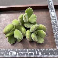 多肉カット苗 熊童子 3カットのサムネイル