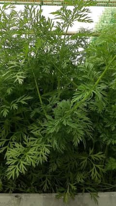 人参の葉(小さな人参つき)栽培中農薬不使用のサムネイル