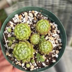 モンタナム 鉢内全部 抜き苗 センペルビウム - メルカリ
