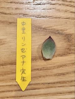 ラスト】中里リンゼアナ 葉挿し苗④ 札なし - メルカリ