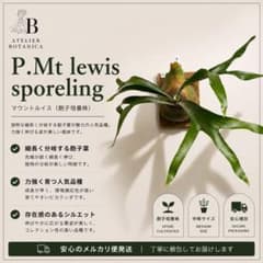 ビカクシダ P. Mt.Lewis spore マウントルイス - メルカリ