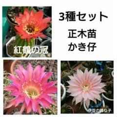 特価  3種セット  紅鶴の冠  紅透かし絵  伊豆の踊り子  w3～6,5のサムネイル