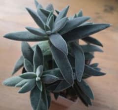 多肉植物 銀ぞろえのサムネイル