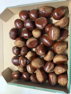 栗　約1.2kg　サイズバラバラのサムネイル