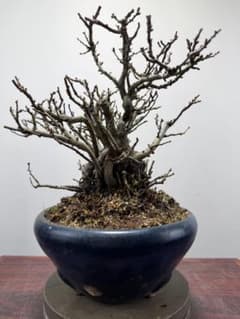 ガチ盆栽】長寿梅2️⃣ 赤花 持ち込み古 小品サイズ - メルカリ