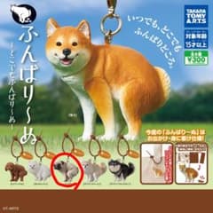 ふんばり〜ぬ どこでもふんばり〜ぬ パグのサムネイル