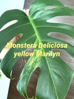 超希少】モンステラ デリシオーサ イエローマリリン 黄斑入り 極上美株