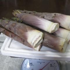 淡竹 ハチク 約3kg 掘りたて 本日発送 はちく 竹の子 たけのこのサムネイル