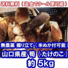 5キロ(5kg)_無農薬_タケノコ・たけのこ・筍・竹の子002のサムネイル