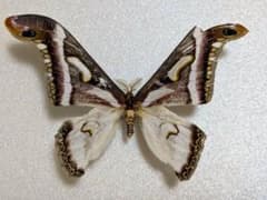 m24696900166_1.jpg?1751811123