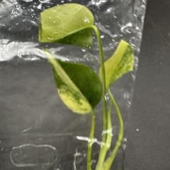 989Monstera Lemon Lime モンステラ レモンライム TC株 - メルカリ