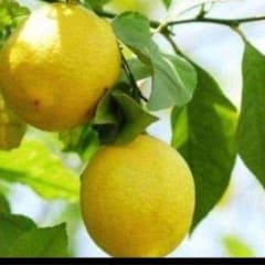 瀬戸内レモンの苗木のサムネイル