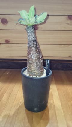 ユーフォルビア　パキポディオイデス　現地球　発根株　鉢付き 塊根植物のサムネイル