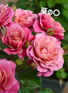 ラスト1苗 新品種 人気品種 入手困難 四季咲き 強健 薔薇苗 バラ苗