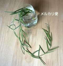 호야 리네 아리스 발근제 컷 모종 하이드로컬쳐 메르카리 항공편 2개