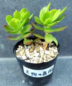 天狗の舞④ 抜き苗2本 多肉植物 天狗之舞 てんぐ テング 三日月と