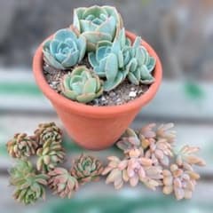 多肉植物 七福神 セット - メルカリ