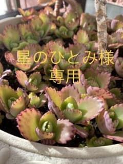 子宝草　6株のサムネイル