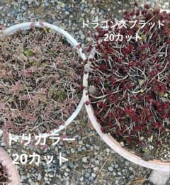 多肉植物セダム トリカラー、ドラゴンズブラッド カット苗 - メルカリ