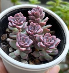 ꕤ**様 多肉植物 花ゆらり 古都の葉のサムネイル