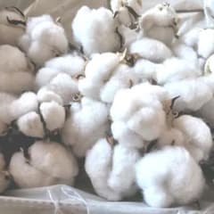 綿の実コットンフラワーのサムネイル