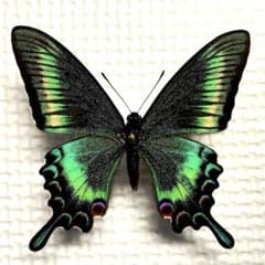 ジョルダンアゲハ♀ 標本☆美麗 アゲハ♀珍品種+状態完全品☆素晴らしい標本 ジョルダンアゲハ♀（インドネシア産） シフォンの様な半透明な