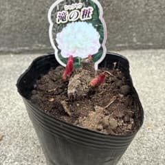 b*y様 シャクヤク 芍薬 芽出し苗 ホワイトピーチ - メルカリ