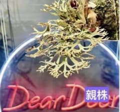 ビカクシダ金童 x OMGsporelingミックススポア - メルカリ